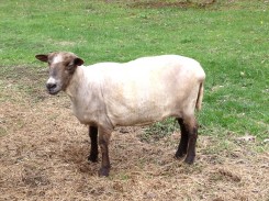 2012 shayla sheared
