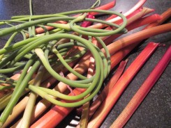 rhubarb and garlic scapes