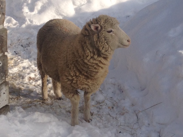 Annabel the sheep