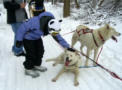 dog sled dogs 2013