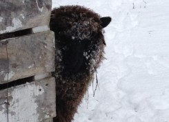 Snow farm animal at Vermont lodging