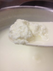 How to Make Cheese Curds Picture - Golden Stage Inn