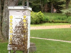 honeybee hive swarm july 2013