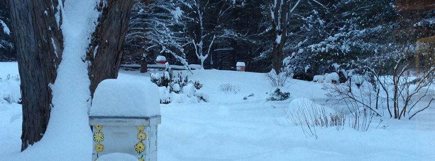 Golden Stage Inn Honey bee hives in winter