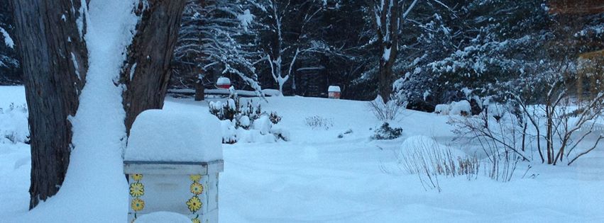 Golden Stage Inn Honey bee hives in winter