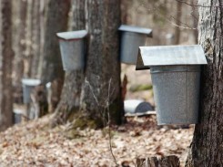 Maple-Sap-Buckets-Vermont-bed-and-breakfast