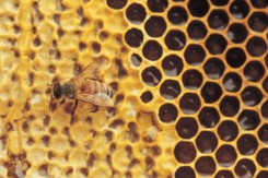 Organic-Beekeeping-backyard-beekeepers-honey-vermont