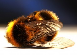 Vermont Zombie Honey Bee killed by Parasitic Fly