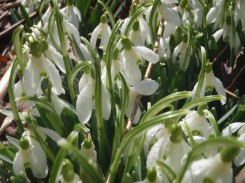 Vermont Snowdrops, Ludlow VT