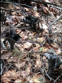 Can you spot the prized black trumpet amongst the leaves? Black trumpets are easy to miss - luckily grow in large numbers.  My favorite wild mushroom in Vermont!