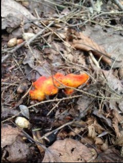 Lobster mushrooms are easy to spot when foraging.  Not only are they a similar color to a cooked lobster - but they also have a seafood aroma when cooked.