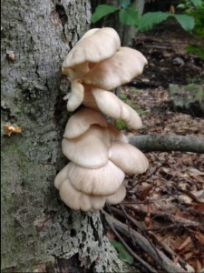 Oyster mushrooms are one of the edible fungi you can cultivate yourself.