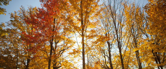 Autumn foliage Vermont