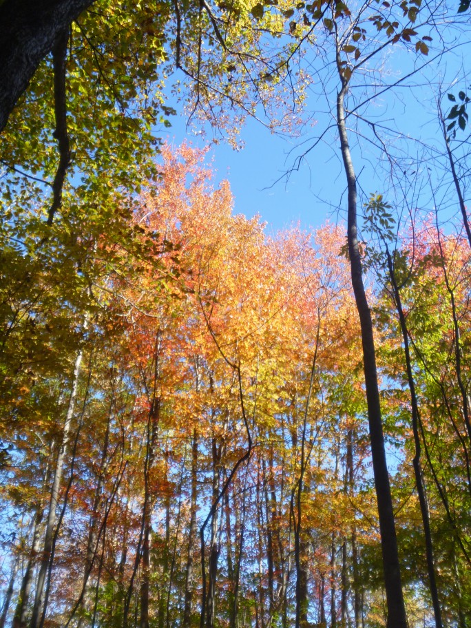 Vermont Autumn foliage