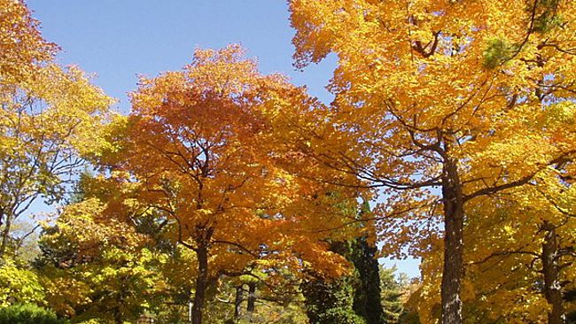 Vermont Fall Foliage