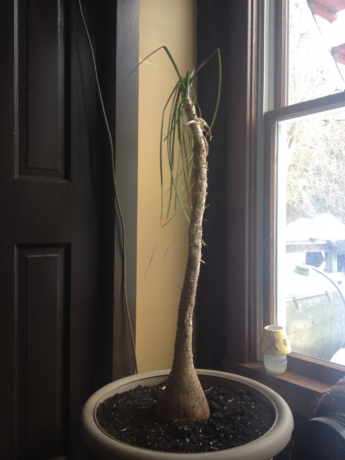 Golden Stage Inn house plant in sitting room