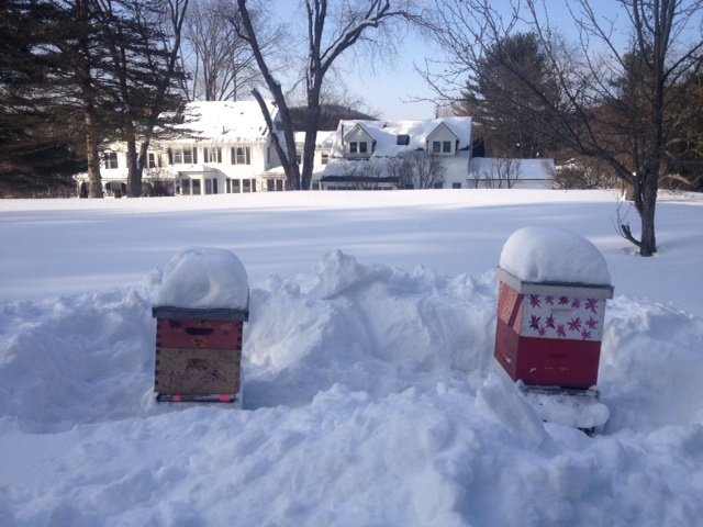 snow and beehives