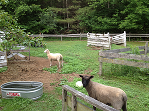 Animals in the foreground of farm and trees in the background.