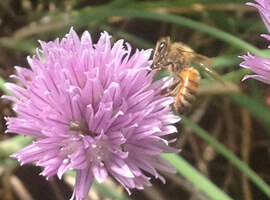 close up of a purple chive flower with a honeybee resting on it with blades of grass and chives in the background