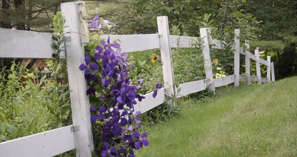 a cascade of vibrant purple flowers tumbling over a rustic white rail fence