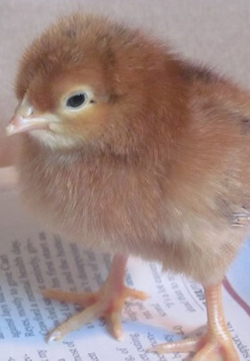 side profile of fluffy golden baby chick with pale beak and legs and black eye, standing on newspaper