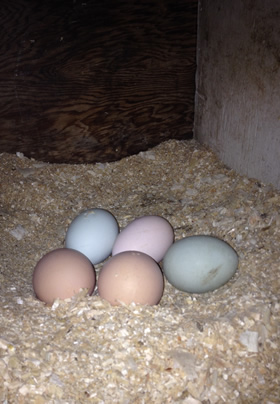 five eggs of similar size but varying colors sitting on bed of wood shavings in a hen’s nesting box