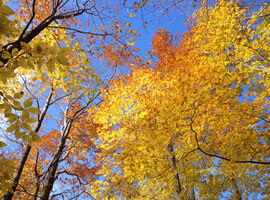 upward view of yellow leaves on high tree