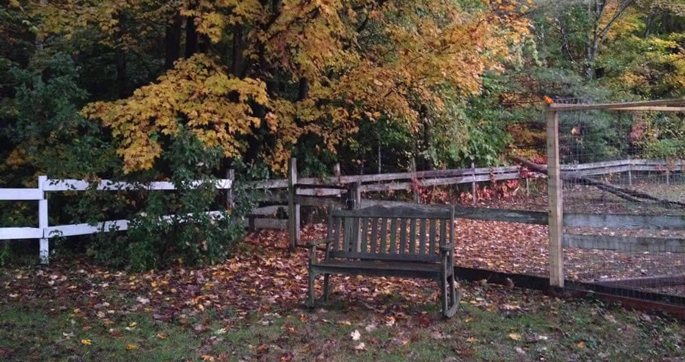 dark autumn leaves and green grass