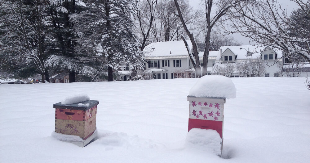 two brightly decorated beehives buried under snow nestled in a snow covered yard with the tree framed, large white inn with black shutters in background