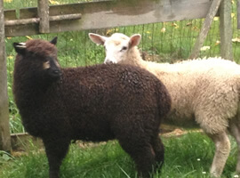 one dark brown sheep and one white sheep standing in front of fence on grassy field