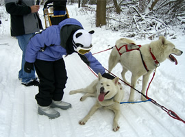 young girl in purple snow coat with snowpants and snowboots and panda bear snow hat petting one of two white dogs harnessed to sled in a snowy winterscape