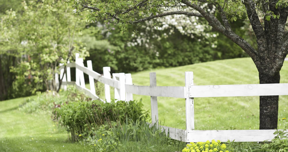 rustic white painted rail fence lined with green plants with one bunch of bright yellow flowers all under a small apple tree in a tree lined lawn of green freshly mowed grass