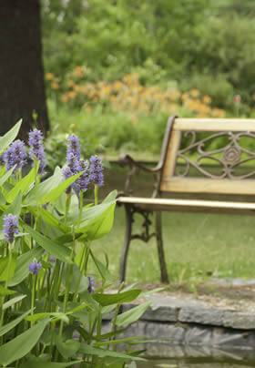 purple flowers on green leaf plant in a small garden pond with wooden park bench, and in the background is a backdrop of greenery