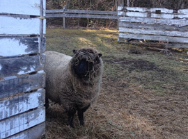 ld roughly painted clapboard structure and rail fence with very woolly light brown sheep with black face looking around corner. Head and face of sheep is covered with strands of hay.